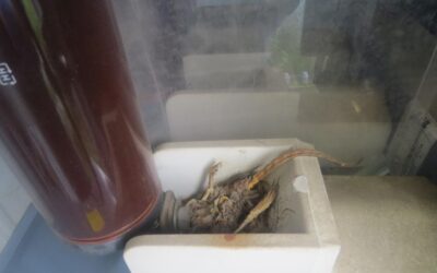 Transformer inspektioner